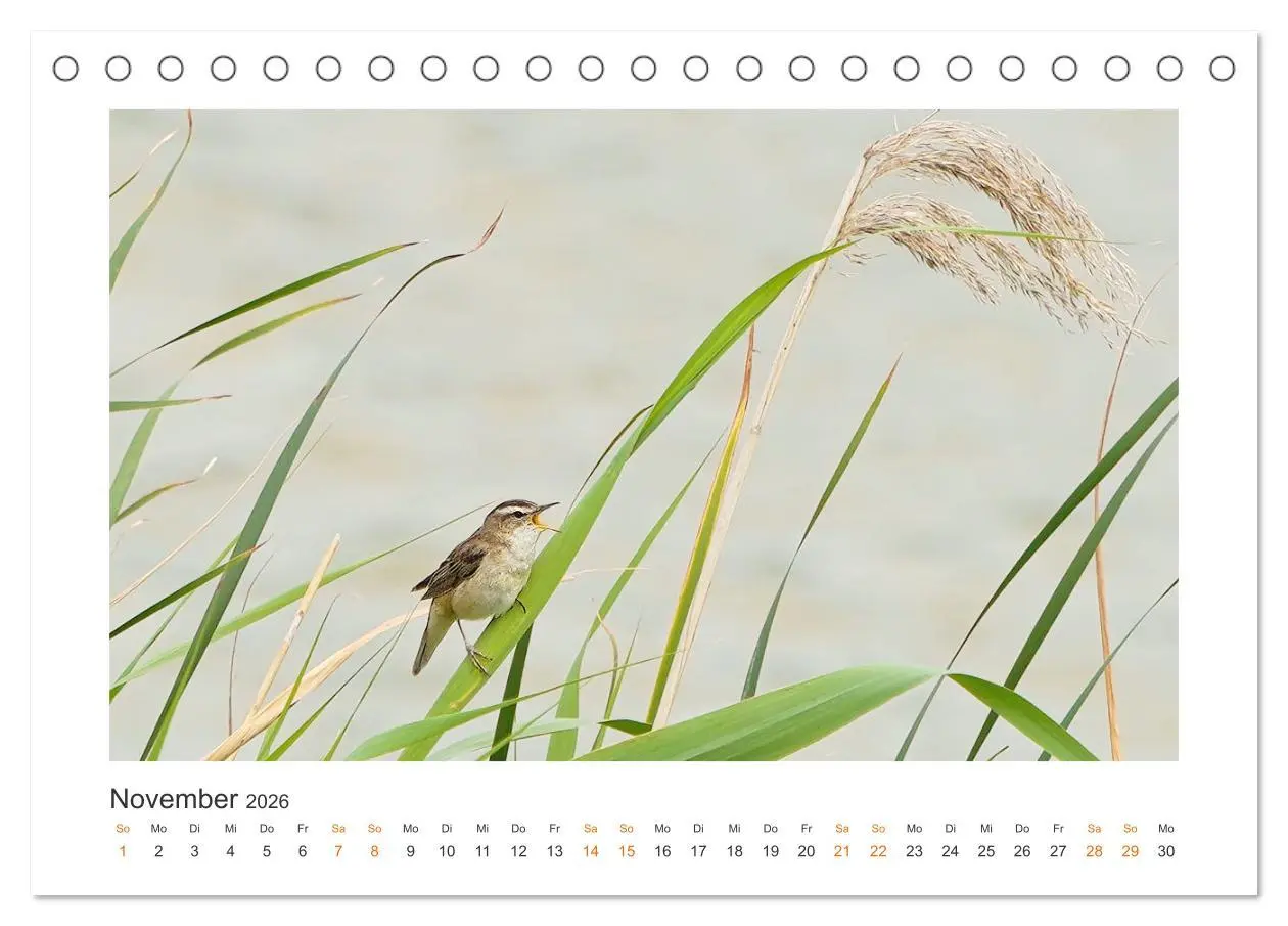 Bild: 9783457653661 | Fehmarn Vogelwelten (Tischkalender 2026 DIN A5 quer), CALVENDO...