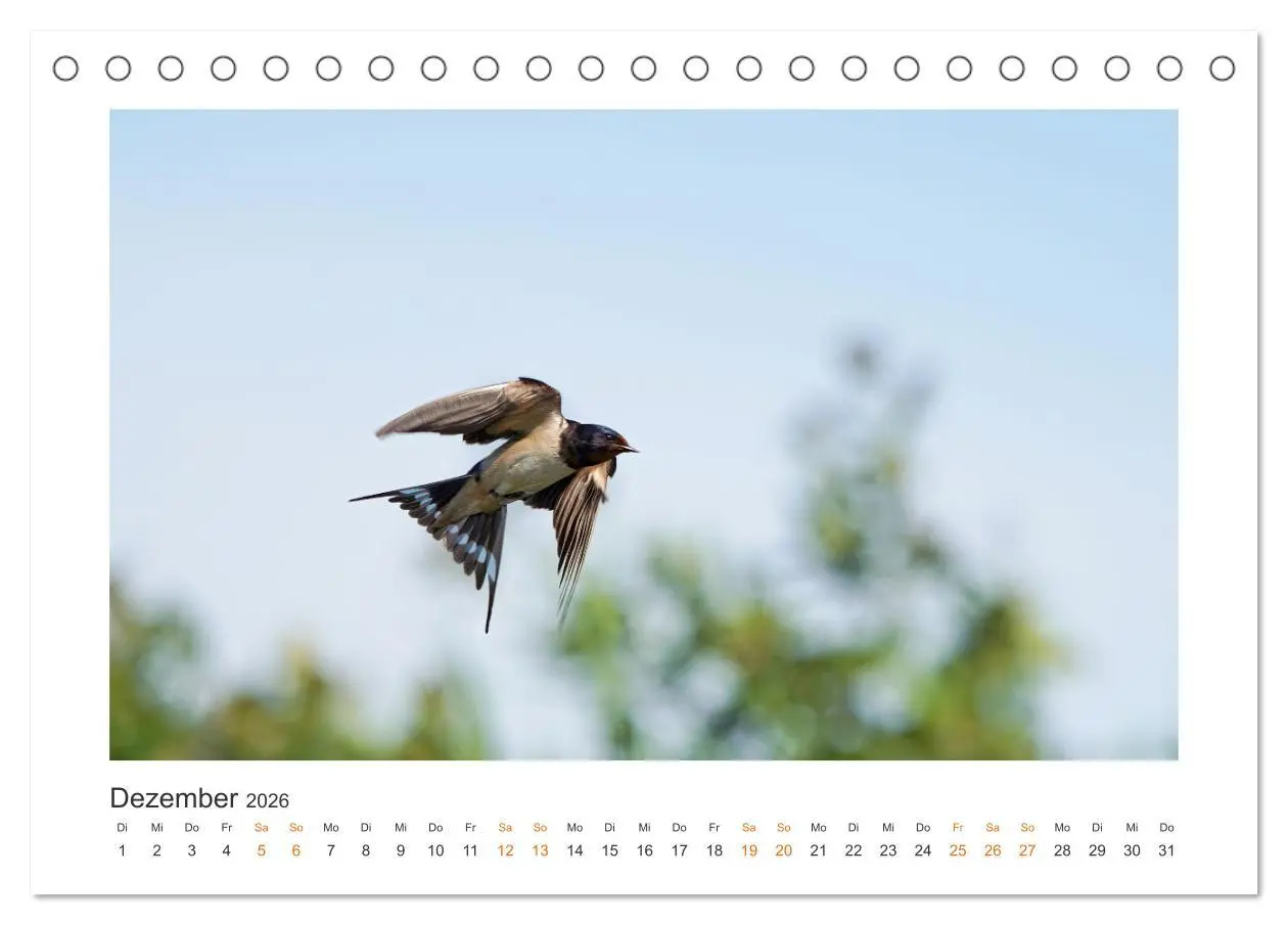 Bild: 9783457653661 | Fehmarn Vogelwelten (Tischkalender 2026 DIN A5 quer), CALVENDO...