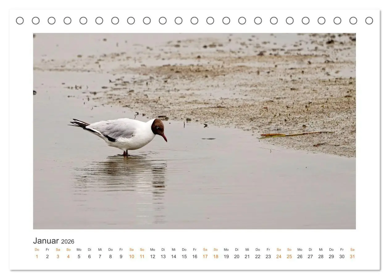 Bild: 9783457653661 | Fehmarn Vogelwelten (Tischkalender 2026 DIN A5 quer), CALVENDO...