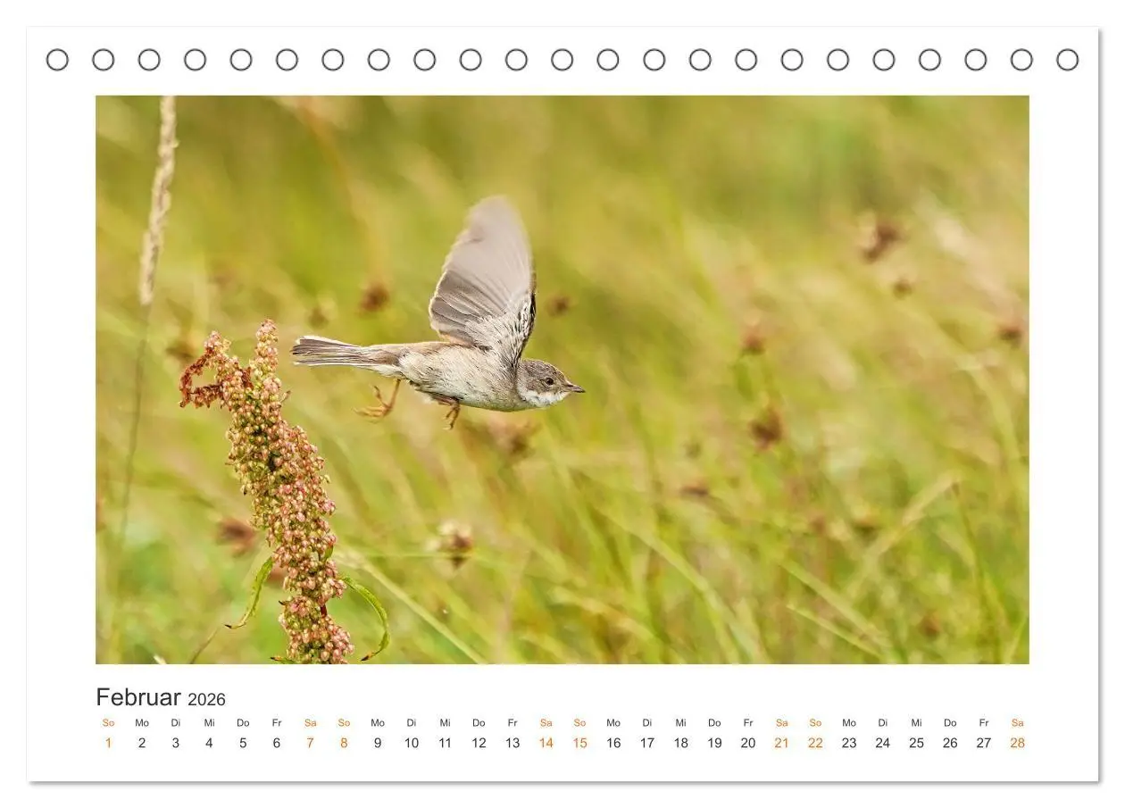Bild: 9783457653661 | Fehmarn Vogelwelten (Tischkalender 2026 DIN A5 quer), CALVENDO...