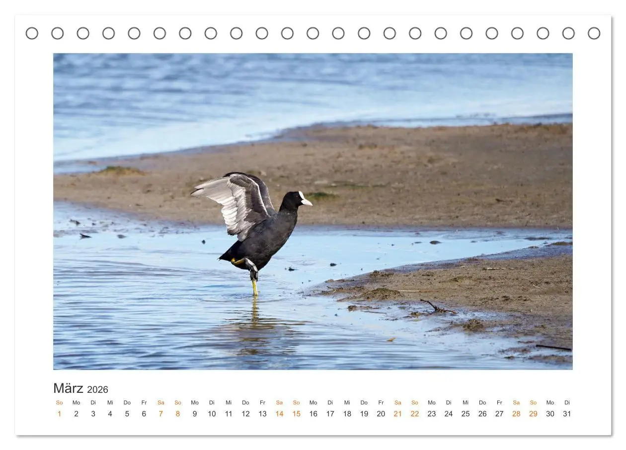 Bild: 9783457653661 | Fehmarn Vogelwelten (Tischkalender 2026 DIN A5 quer), CALVENDO...
