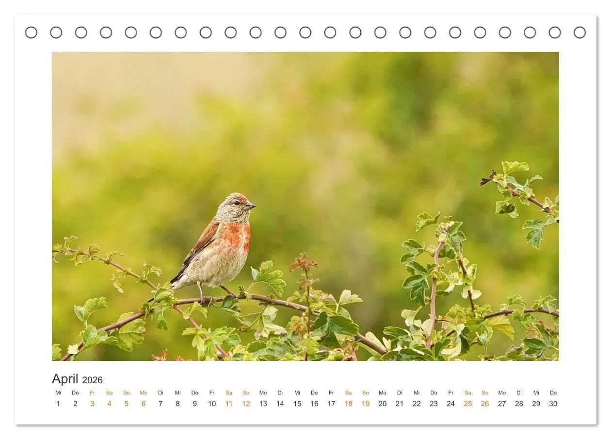 Bild: 9783457653661 | Fehmarn Vogelwelten (Tischkalender 2026 DIN A5 quer), CALVENDO...