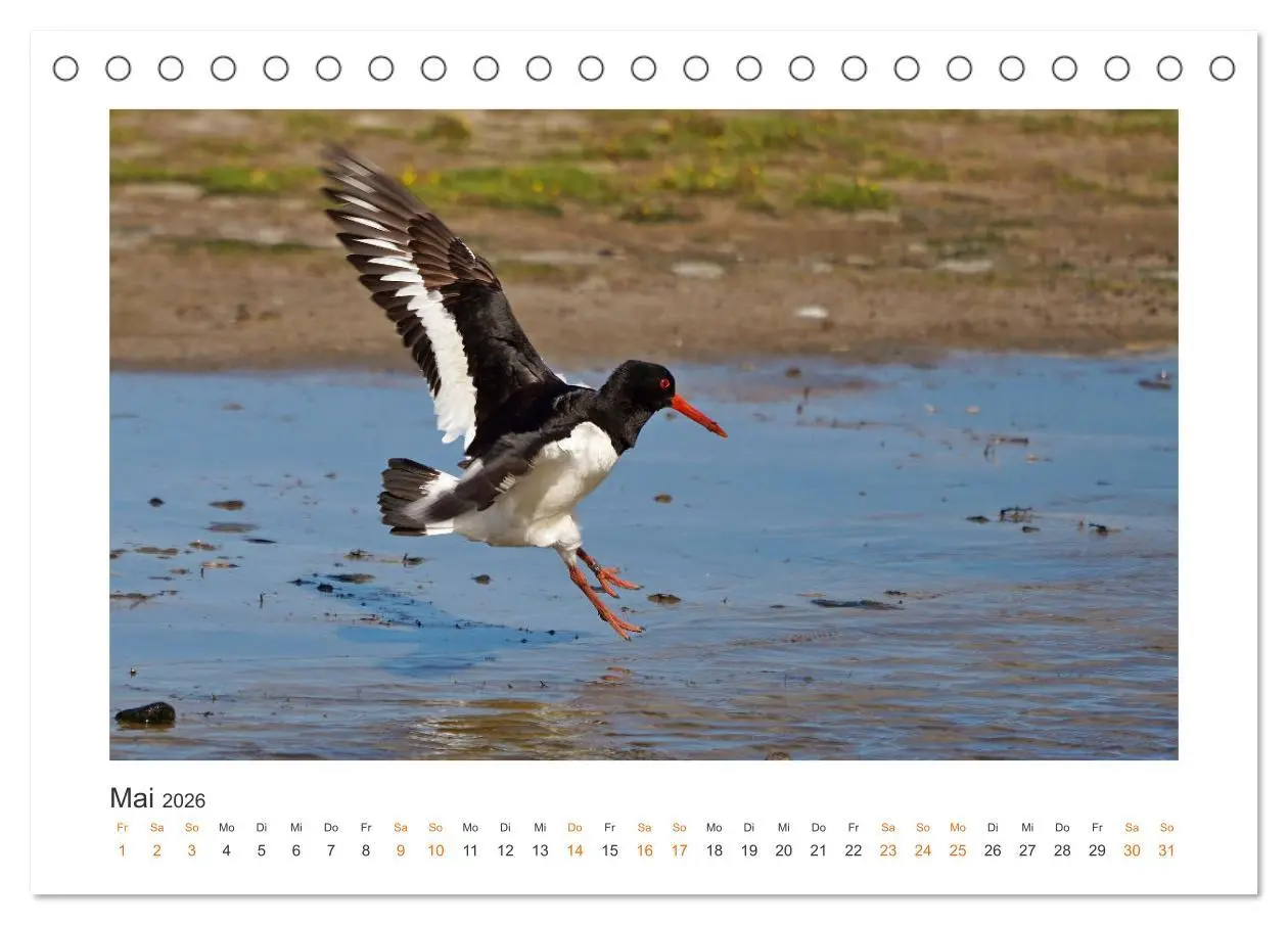 Bild: 9783457653661 | Fehmarn Vogelwelten (Tischkalender 2026 DIN A5 quer), CALVENDO...