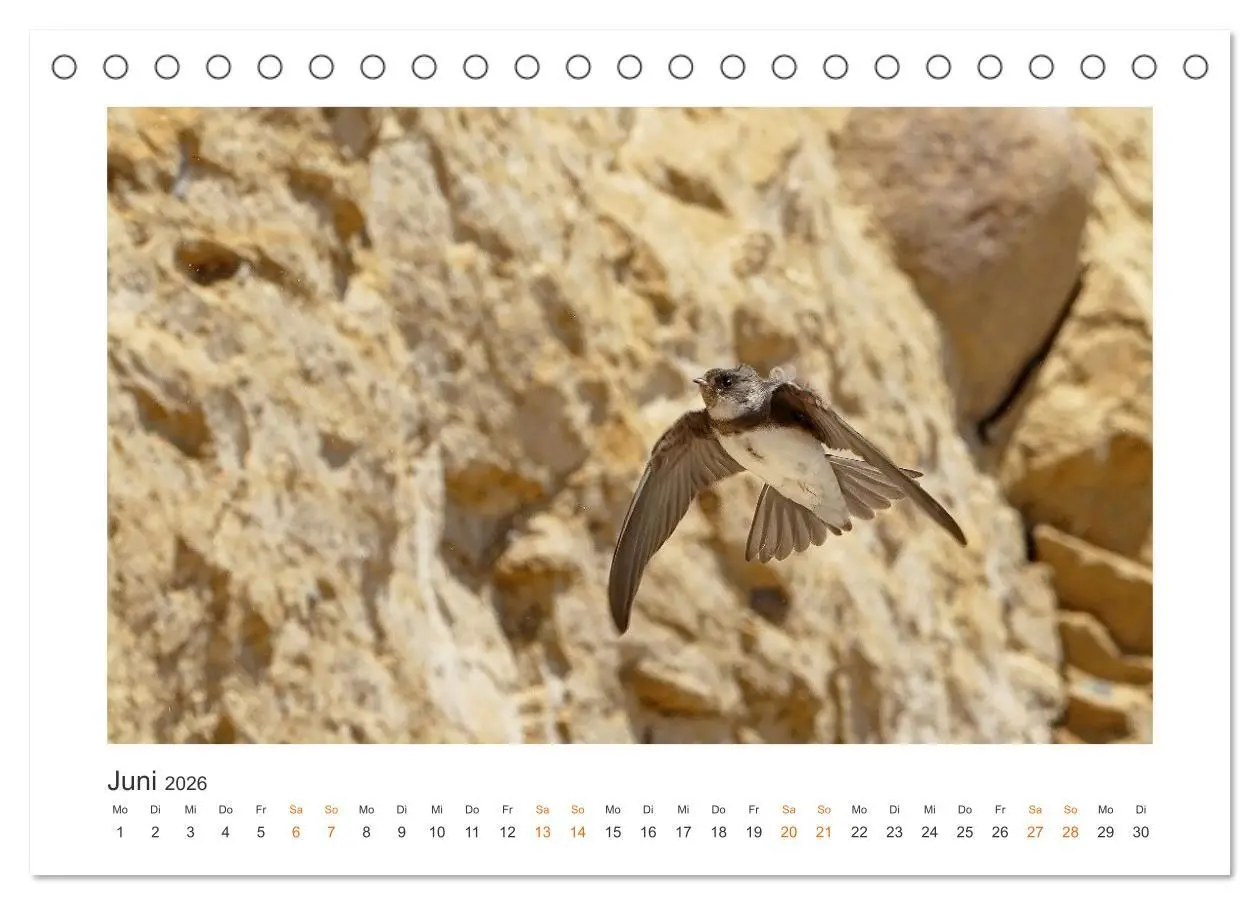 Bild: 9783457653661 | Fehmarn Vogelwelten (Tischkalender 2026 DIN A5 quer), CALVENDO...