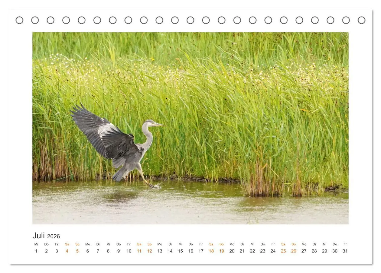 Bild: 9783457653661 | Fehmarn Vogelwelten (Tischkalender 2026 DIN A5 quer), CALVENDO...