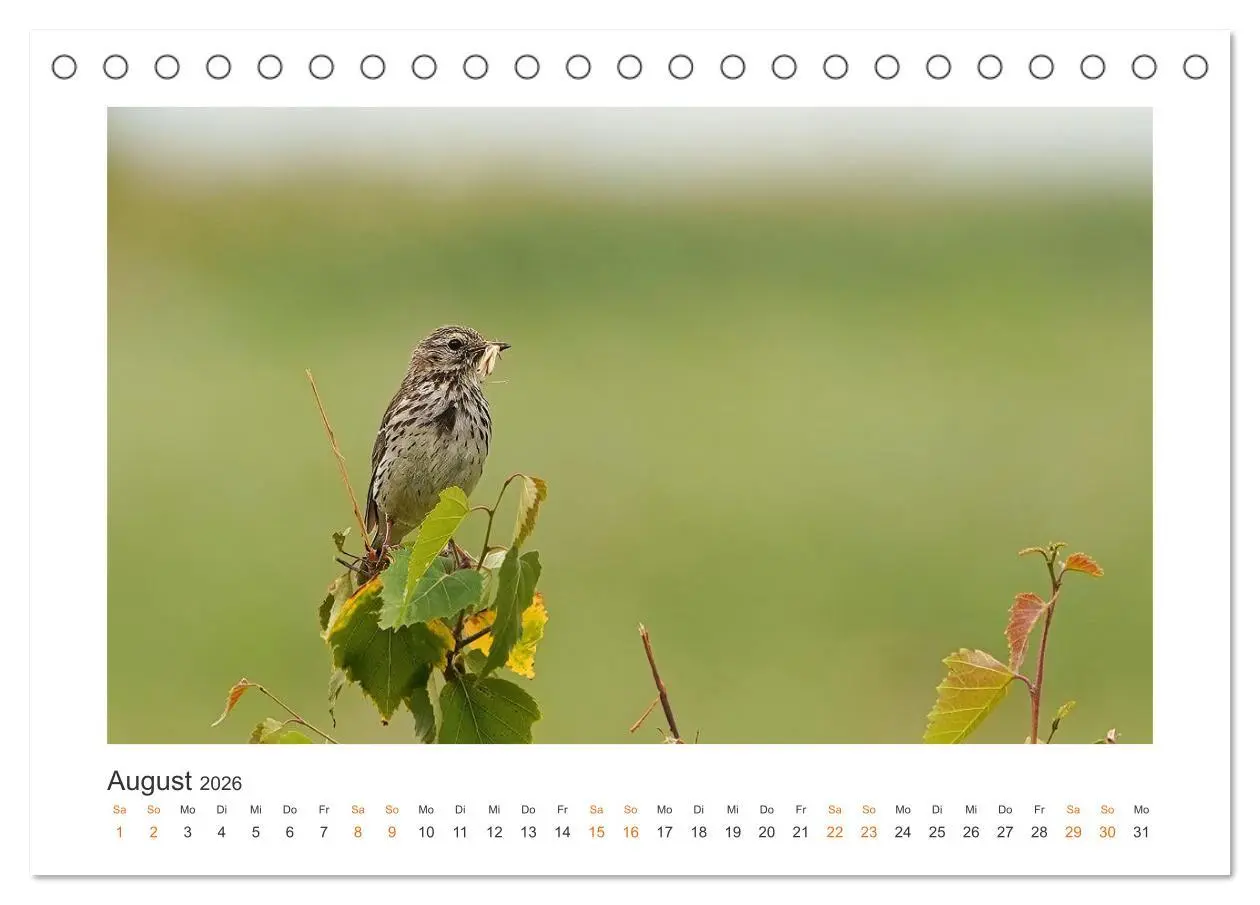 Bild: 9783457653661 | Fehmarn Vogelwelten (Tischkalender 2026 DIN A5 quer), CALVENDO...