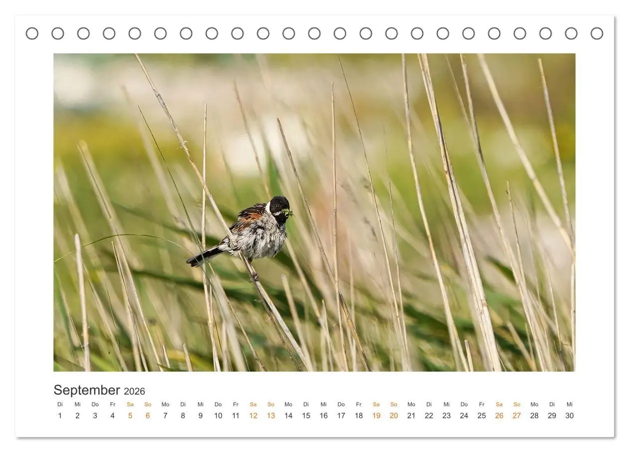 Bild: 9783457653661 | Fehmarn Vogelwelten (Tischkalender 2026 DIN A5 quer), CALVENDO...