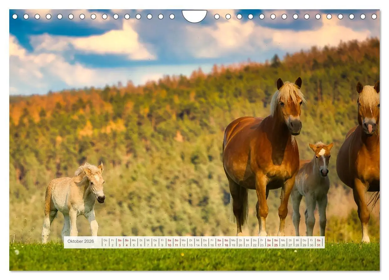 Bild: 9783457323861 | Haflinger im Thüringer Wald (Wandkalender 2026 DIN A4 quer),...