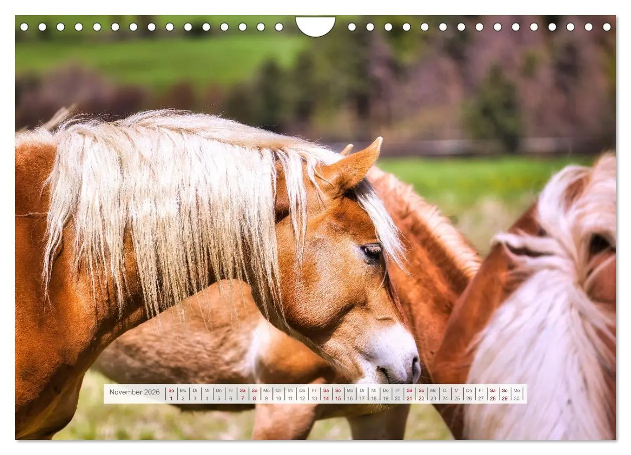 Bild: 9783457323861 | Haflinger im Thüringer Wald (Wandkalender 2026 DIN A4 quer),...