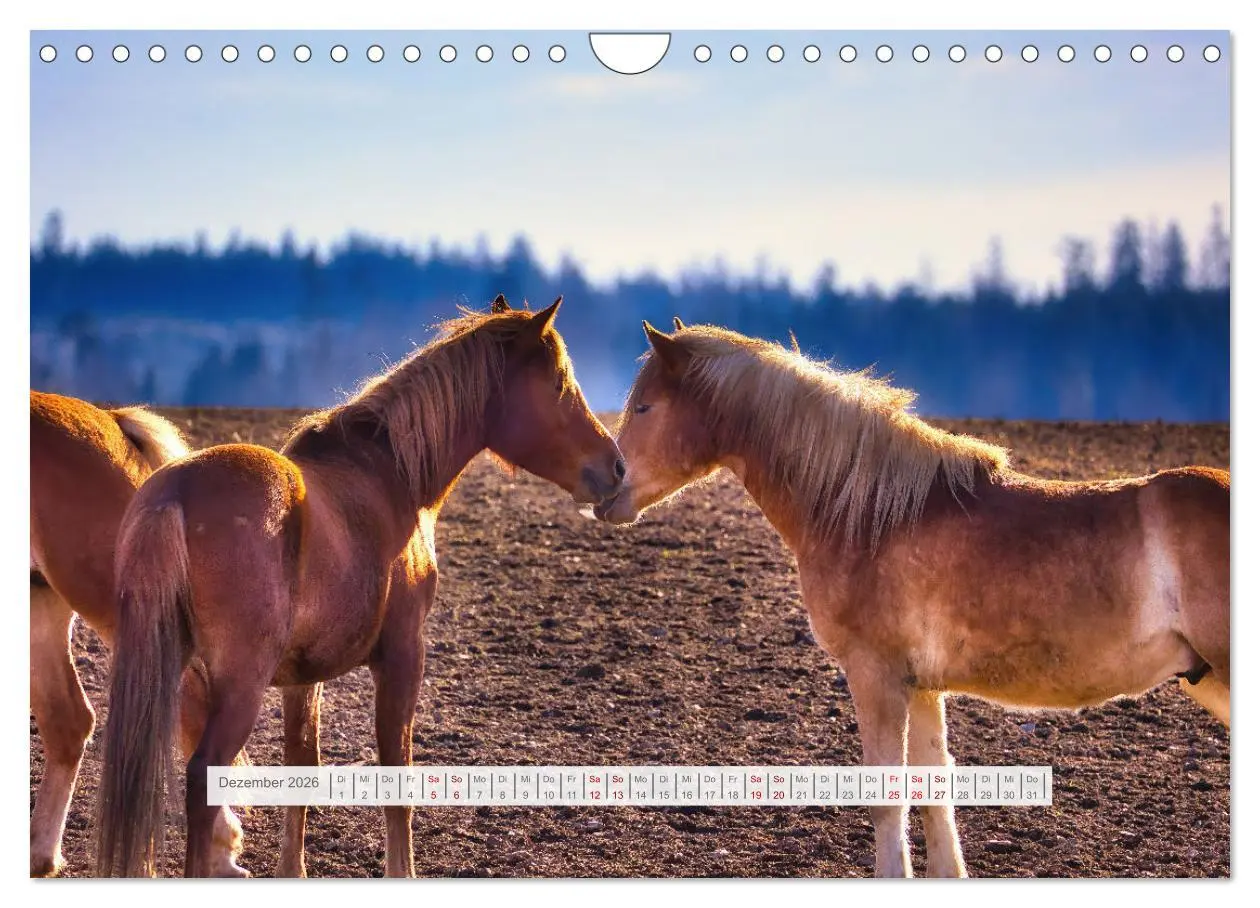 Bild: 9783457323861 | Haflinger im Thüringer Wald (Wandkalender 2026 DIN A4 quer),...