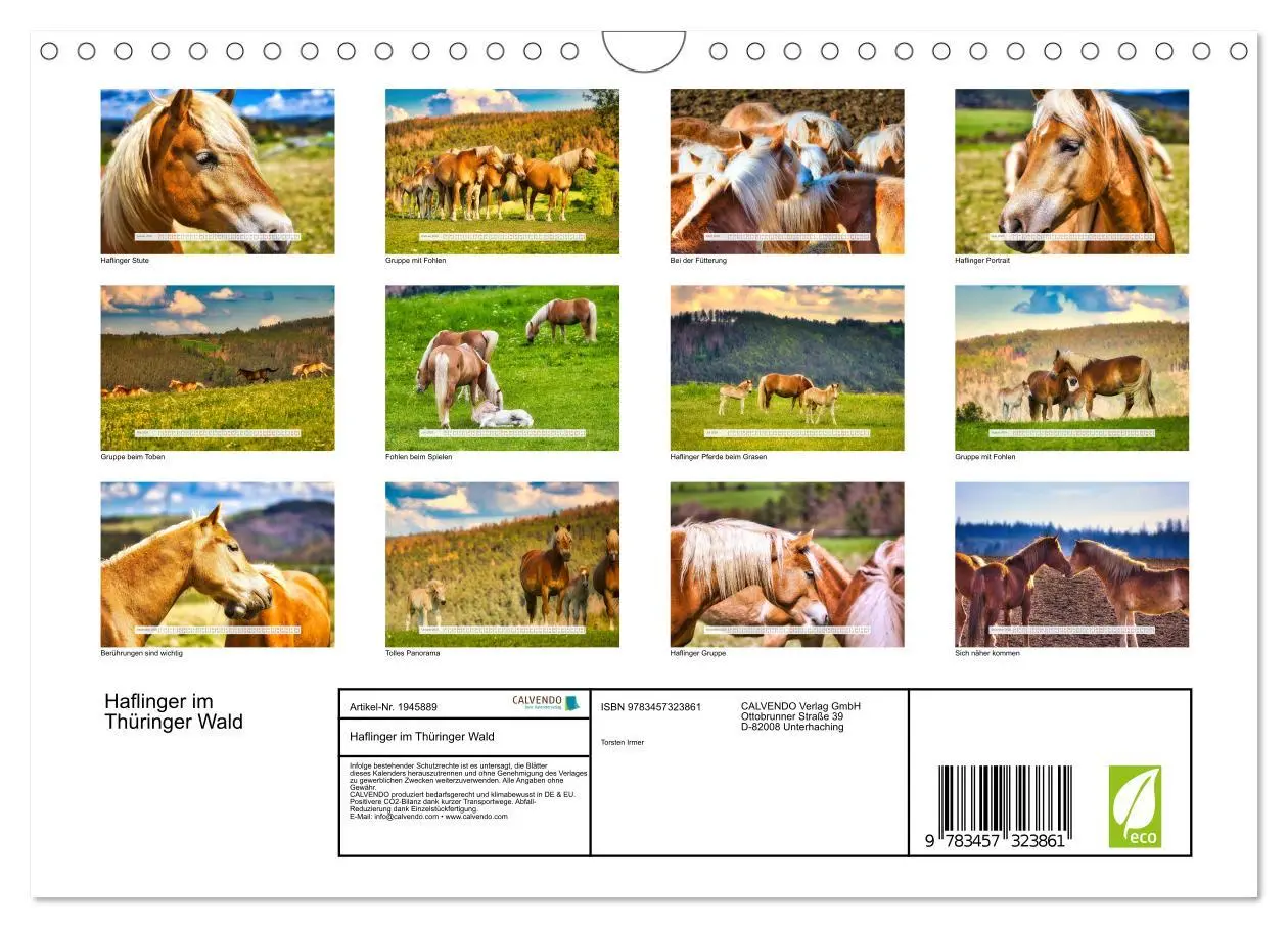 Bild: 9783457323861 | Haflinger im Thüringer Wald (Wandkalender 2026 DIN A4 quer),...