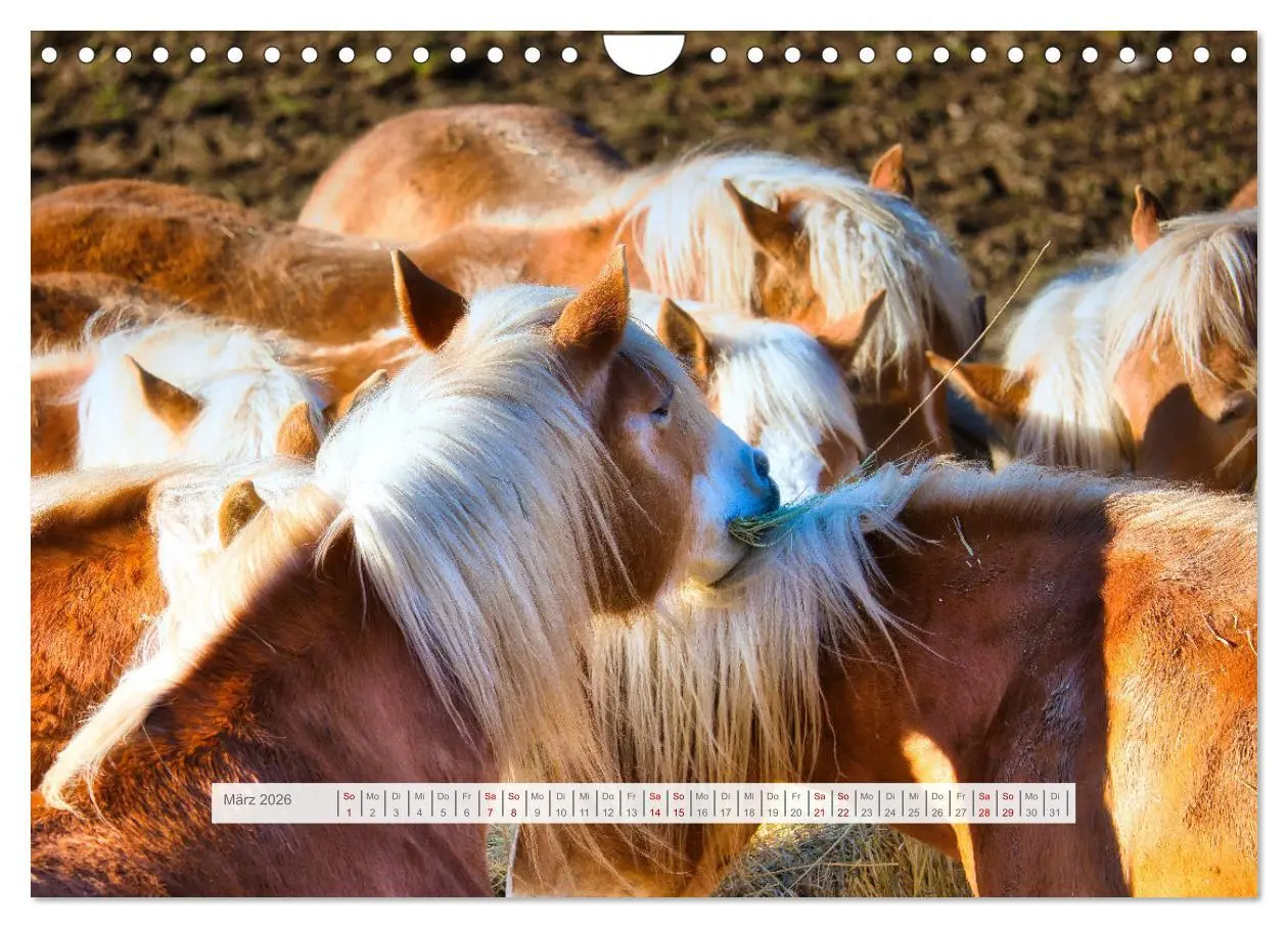 Bild: 9783457323861 | Haflinger im Thüringer Wald (Wandkalender 2026 DIN A4 quer),...