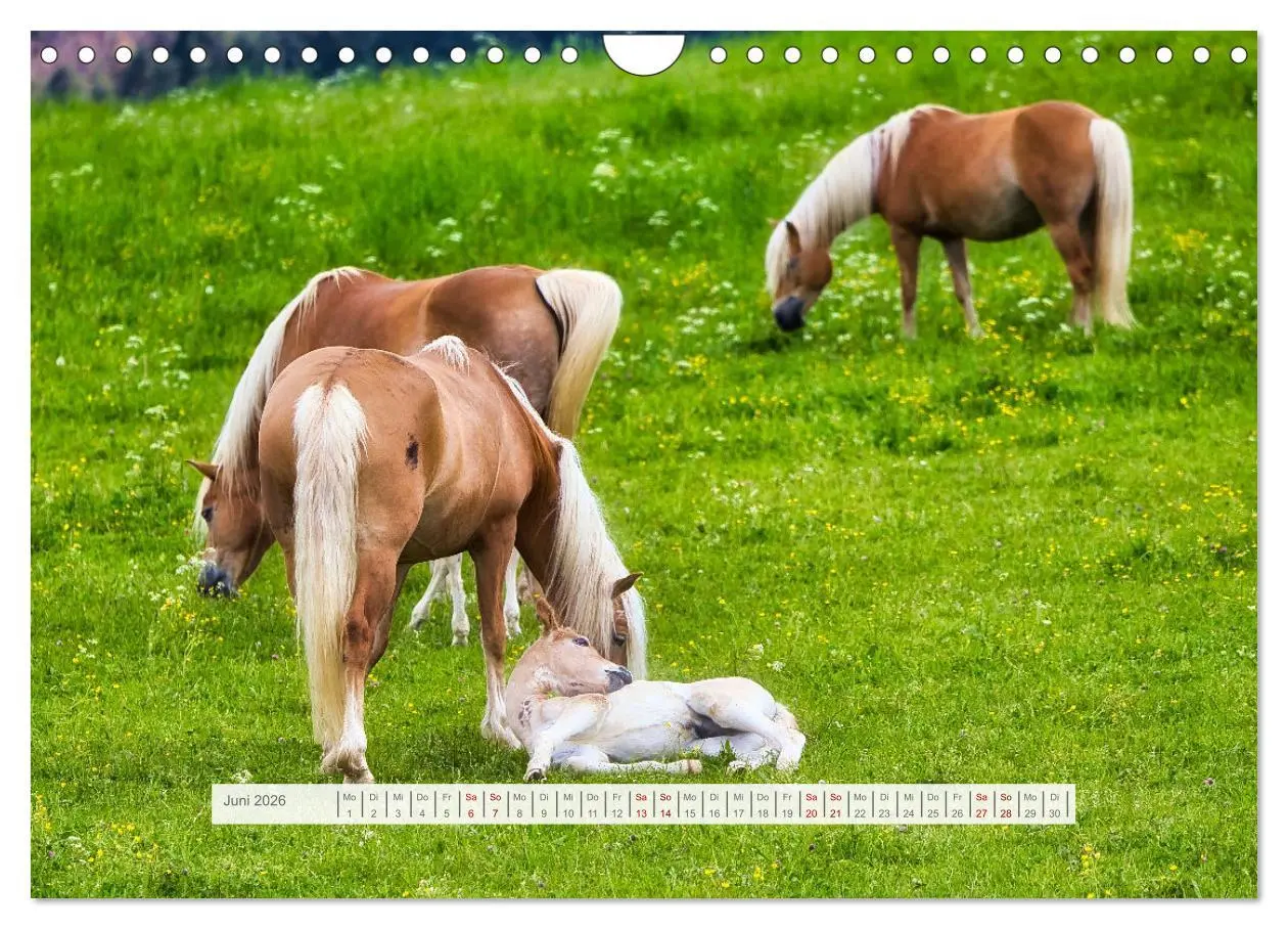 Bild: 9783457323861 | Haflinger im Thüringer Wald (Wandkalender 2026 DIN A4 quer),...