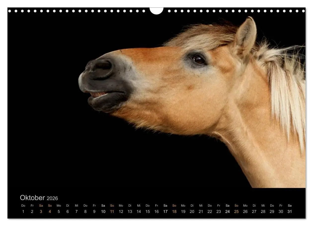 Bild: 9783516023961 | Magische Momente - Pferde Horses Caballos (Wandkalender 2026 DIN A3...