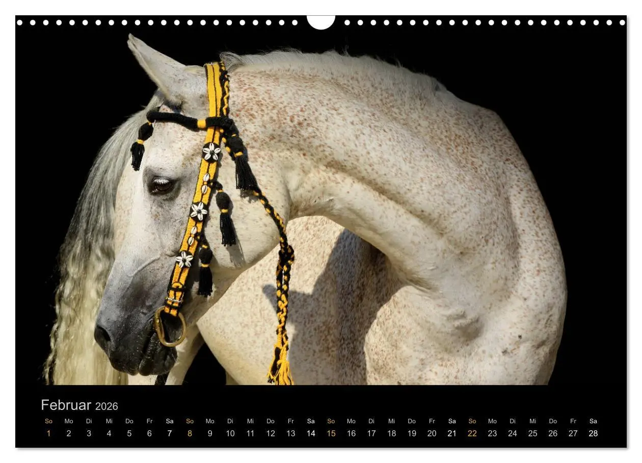 Bild: 9783516023961 | Magische Momente - Pferde Horses Caballos (Wandkalender 2026 DIN A3...
