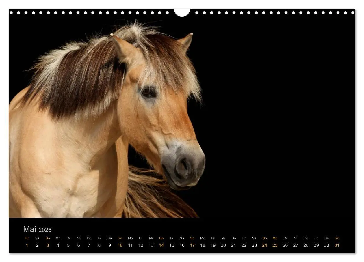 Bild: 9783516023961 | Magische Momente - Pferde Horses Caballos (Wandkalender 2026 DIN A3...