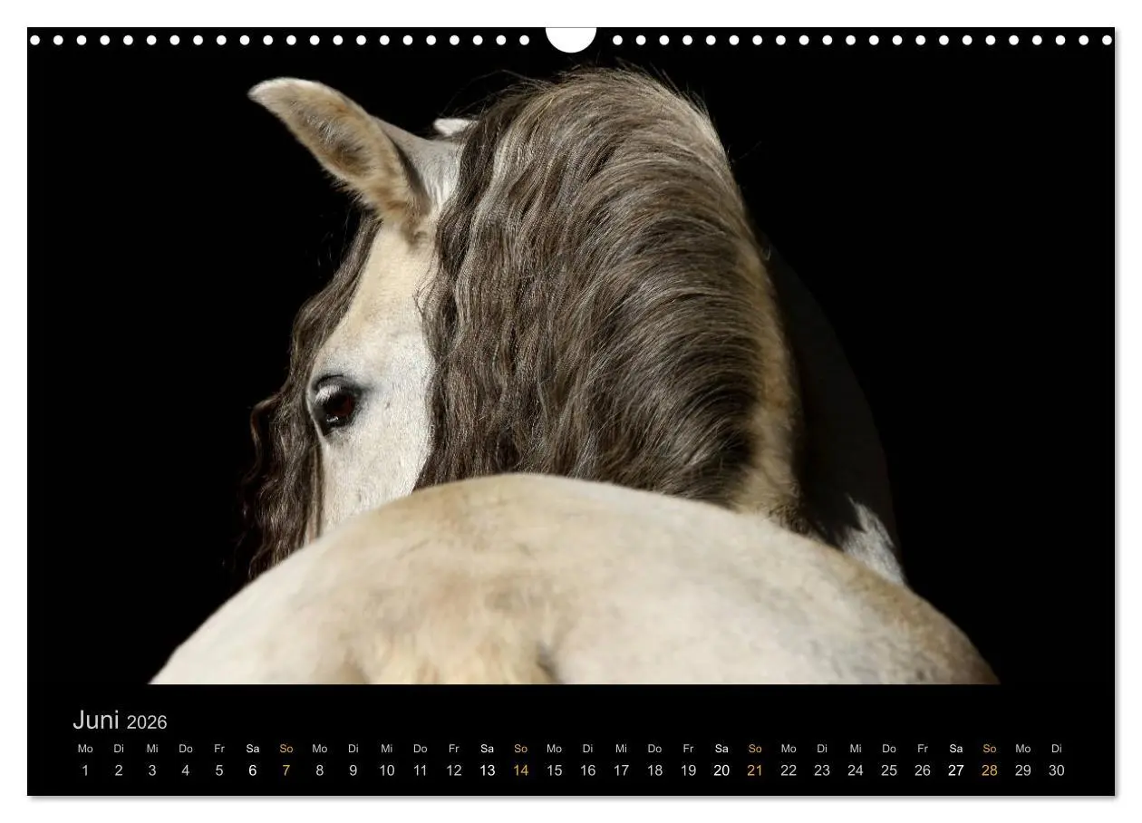 Bild: 9783516023961 | Magische Momente - Pferde Horses Caballos (Wandkalender 2026 DIN A3...