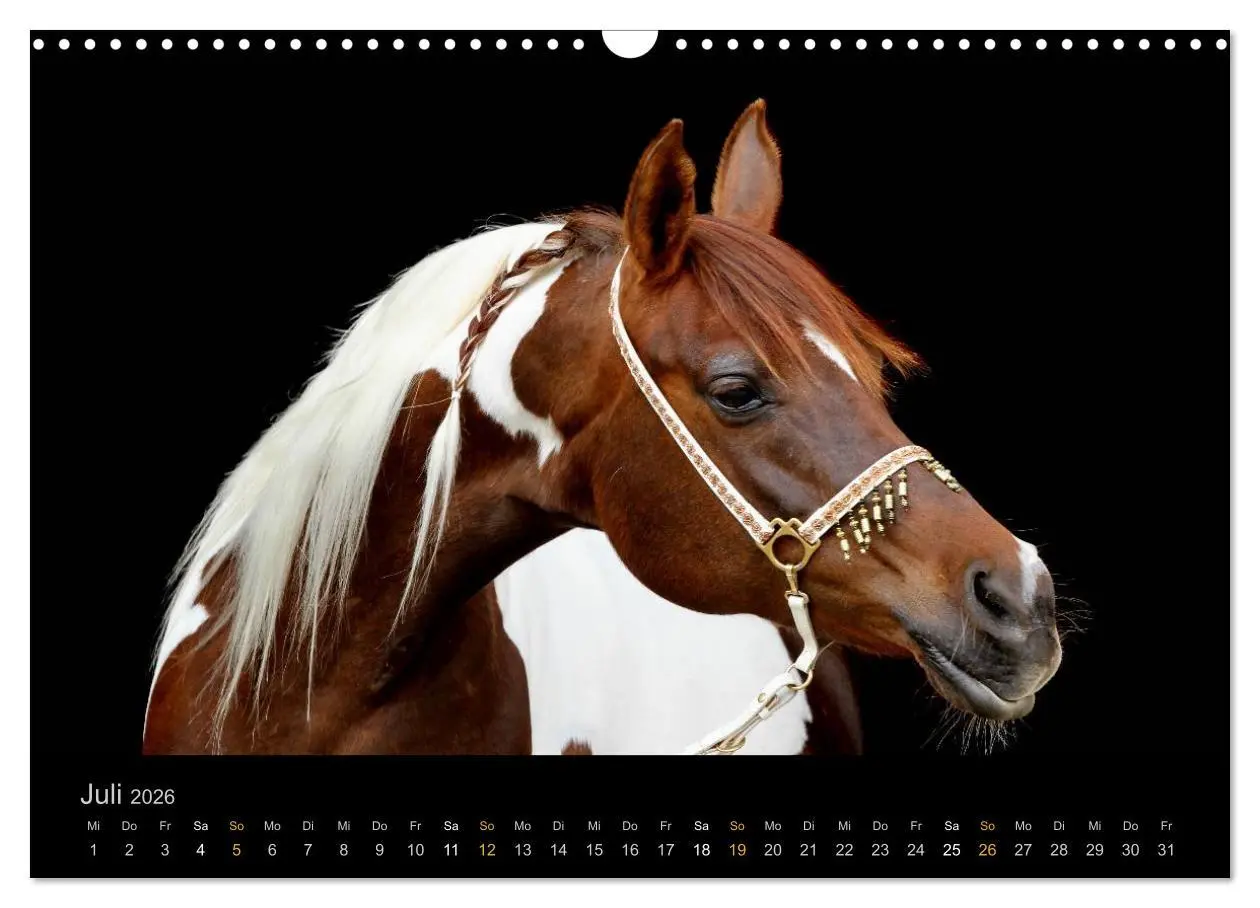 Bild: 9783516023961 | Magische Momente - Pferde Horses Caballos (Wandkalender 2026 DIN A3...