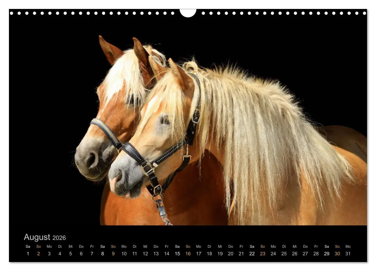Bild: 9783516023961 | Magische Momente - Pferde Horses Caballos (Wandkalender 2026 DIN A3...