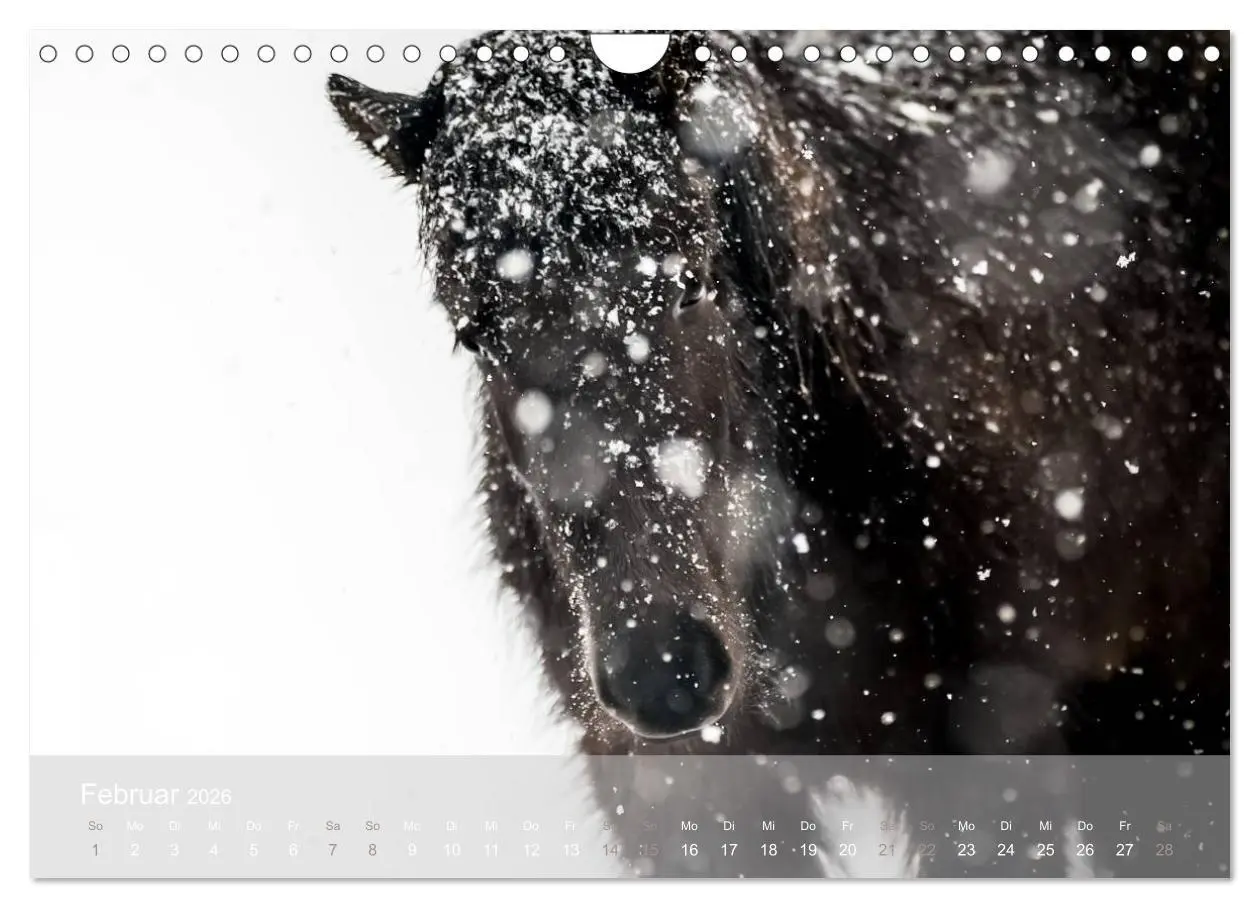 Bild: 9783457994061 | Islandpferde - Stolz und Stark durch Sommer und Winter...