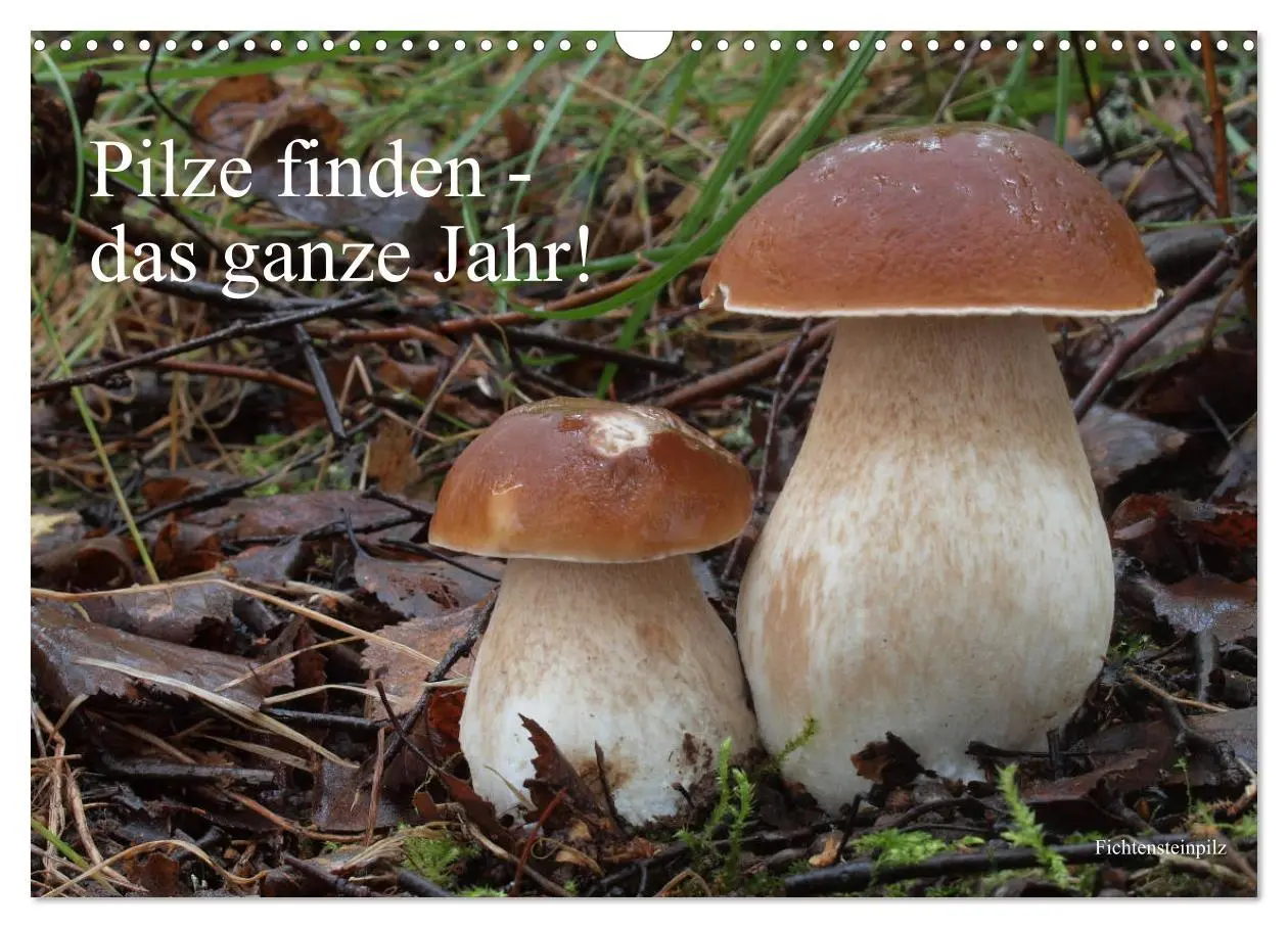 Cover: 9783457804261 | Pilze finden - das ganze Jahr! (Wandkalender 2026 DIN A3 quer),...