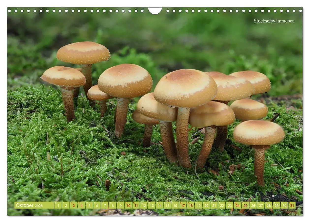 Bild: 9783457804261 | Pilze finden - das ganze Jahr! (Wandkalender 2026 DIN A3 quer),...