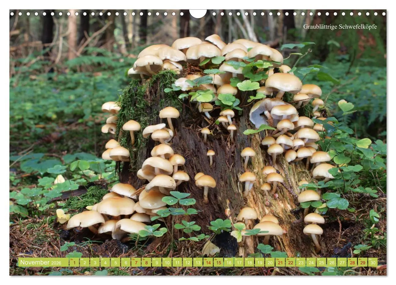 Bild: 9783457804261 | Pilze finden - das ganze Jahr! (Wandkalender 2026 DIN A3 quer),...