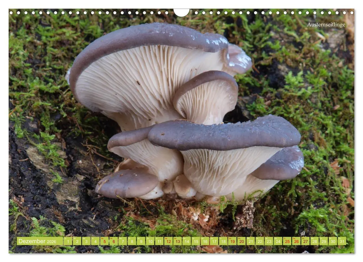 Bild: 9783457804261 | Pilze finden - das ganze Jahr! (Wandkalender 2026 DIN A3 quer),...