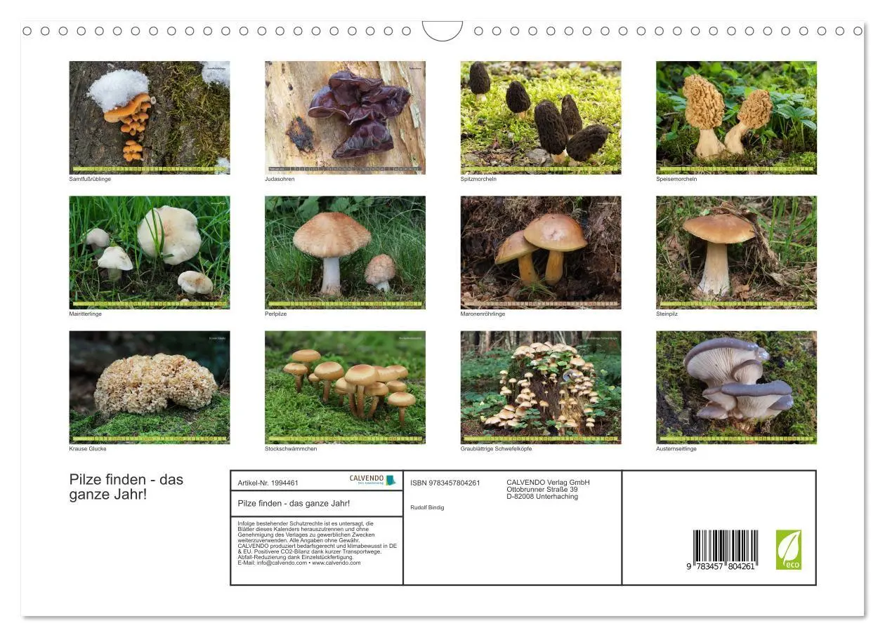 Bild: 9783457804261 | Pilze finden - das ganze Jahr! (Wandkalender 2026 DIN A3 quer),...