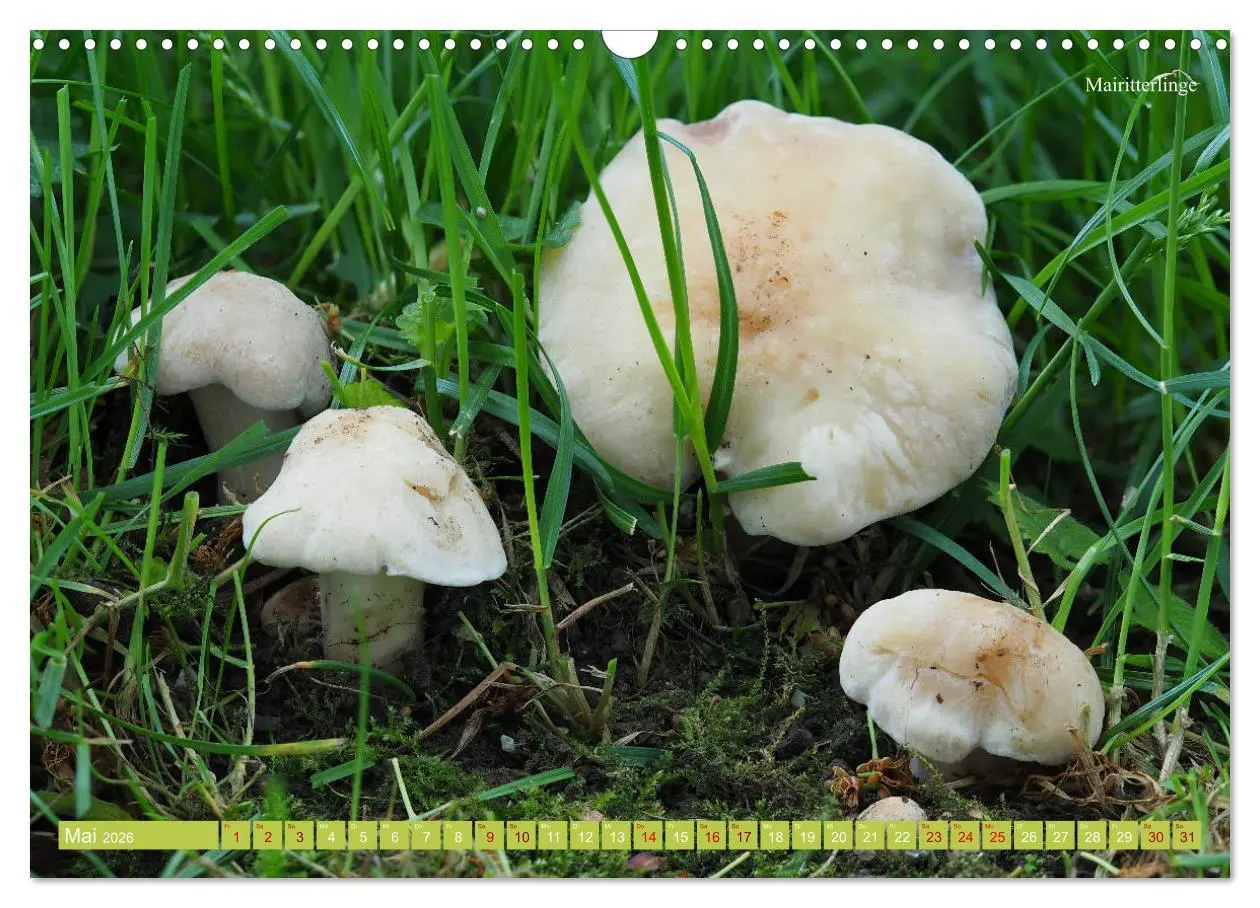 Bild: 9783457804261 | Pilze finden - das ganze Jahr! (Wandkalender 2026 DIN A3 quer),...