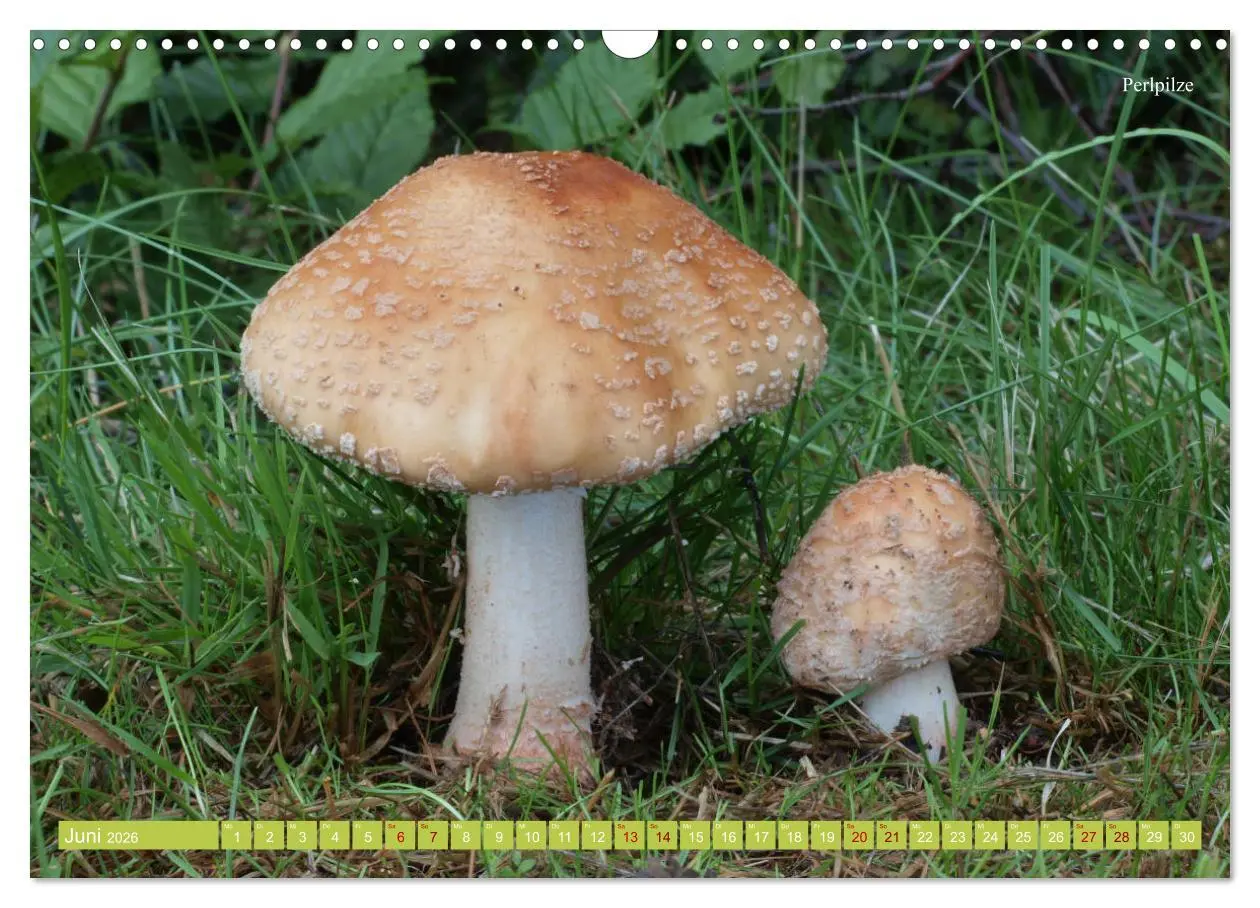 Bild: 9783457804261 | Pilze finden - das ganze Jahr! (Wandkalender 2026 DIN A3 quer),...