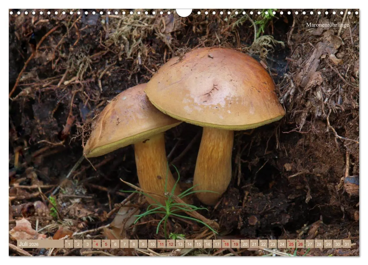 Bild: 9783457804261 | Pilze finden - das ganze Jahr! (Wandkalender 2026 DIN A3 quer),...