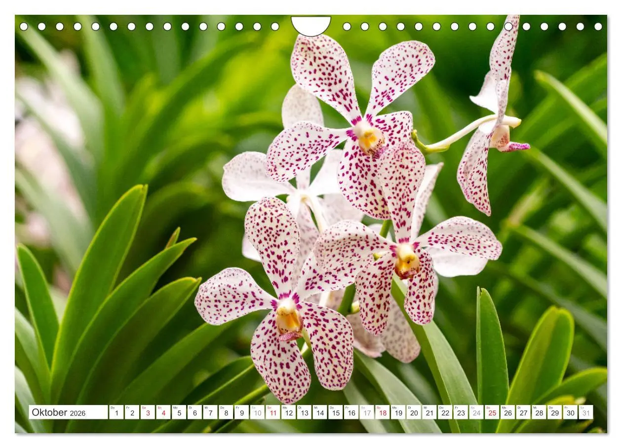 Bild: 9783457274361 | Orchidaceae - Orchideen (Wandkalender 2026 DIN A4 quer), CALVENDO...