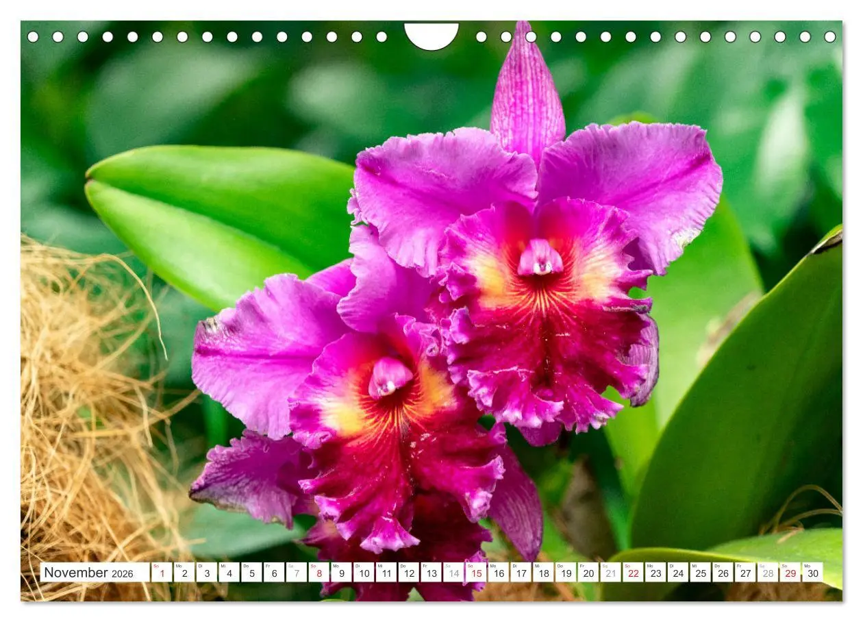 Bild: 9783457274361 | Orchidaceae - Orchideen (Wandkalender 2026 DIN A4 quer), CALVENDO...