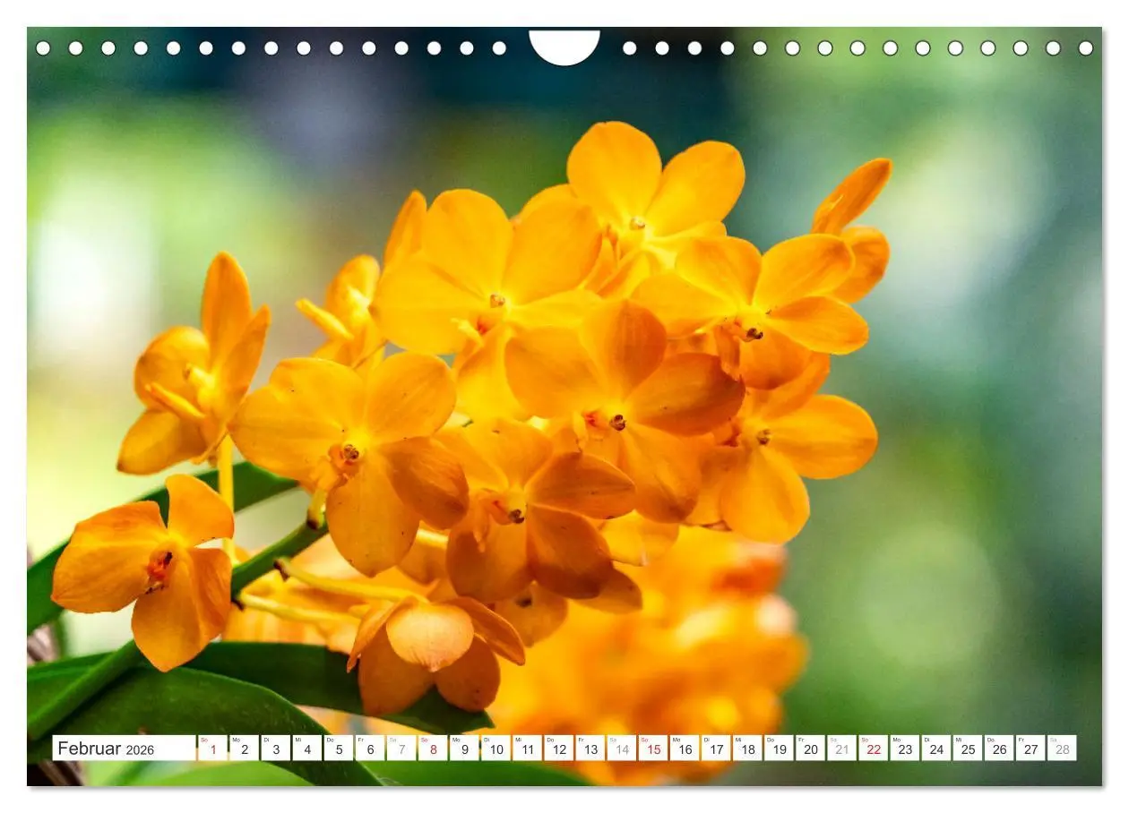 Bild: 9783457274361 | Orchidaceae - Orchideen (Wandkalender 2026 DIN A4 quer), CALVENDO...