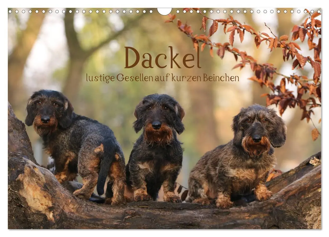 Cover: 9783457724361 | Dackel - lustige Gesellen auf kurzen Beinchen (Wandkalender 2026...