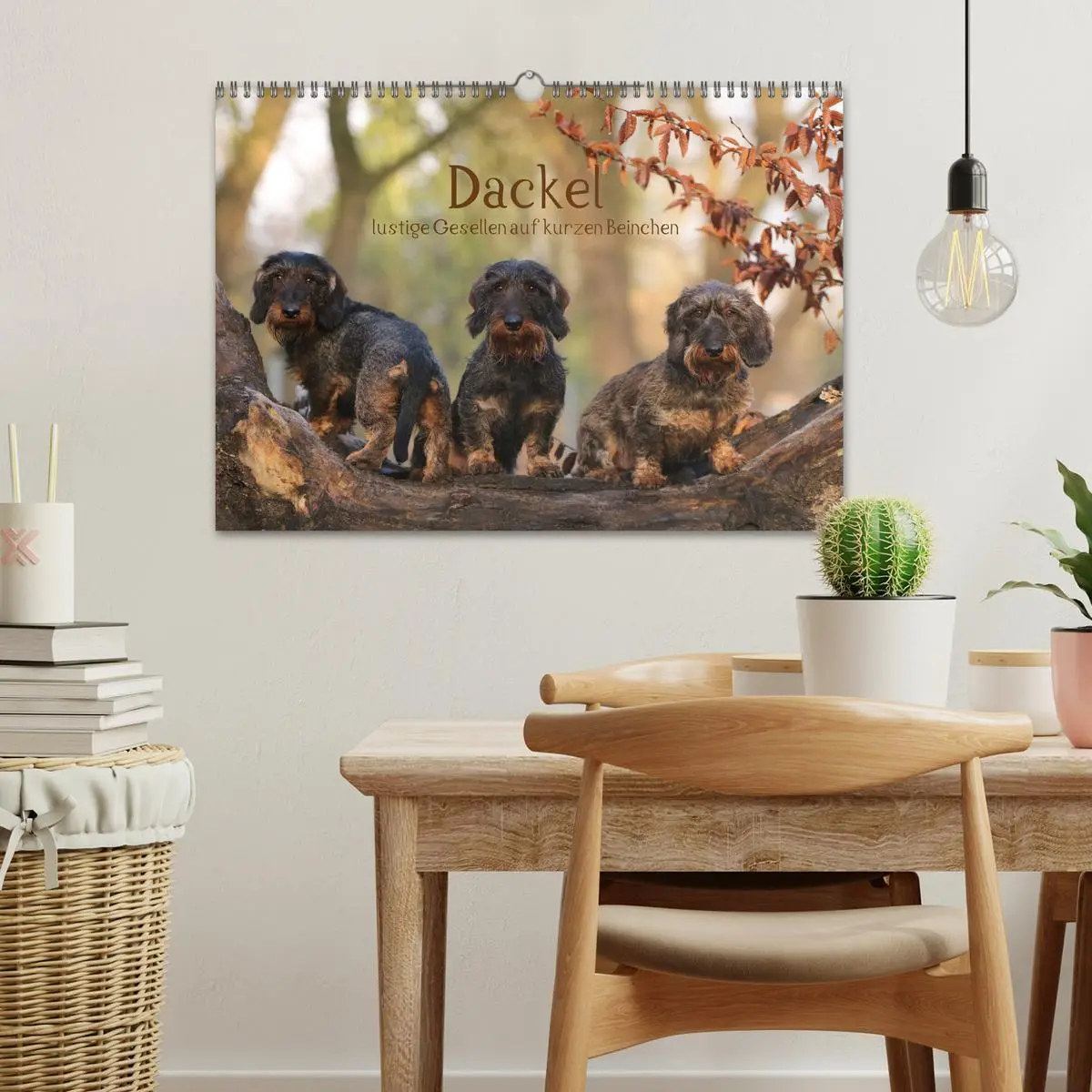 Bild: 9783457724361 | Dackel - lustige Gesellen auf kurzen Beinchen (Wandkalender 2026...
