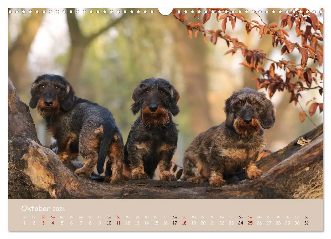 Bild: 9783457724361 | Dackel - lustige Gesellen auf kurzen Beinchen (Wandkalender 2026...