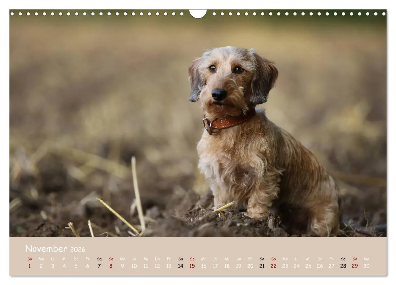 Bild: 9783457724361 | Dackel - lustige Gesellen auf kurzen Beinchen (Wandkalender 2026...