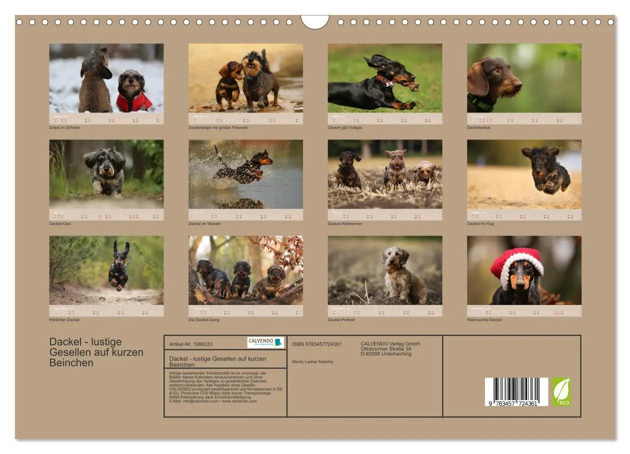 Bild: 9783457724361 | Dackel - lustige Gesellen auf kurzen Beinchen (Wandkalender 2026...