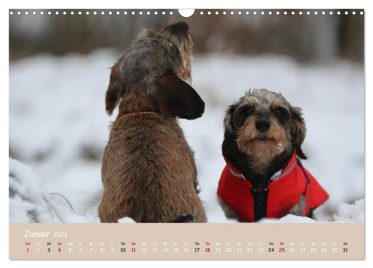 Bild: 9783457724361 | Dackel - lustige Gesellen auf kurzen Beinchen (Wandkalender 2026...