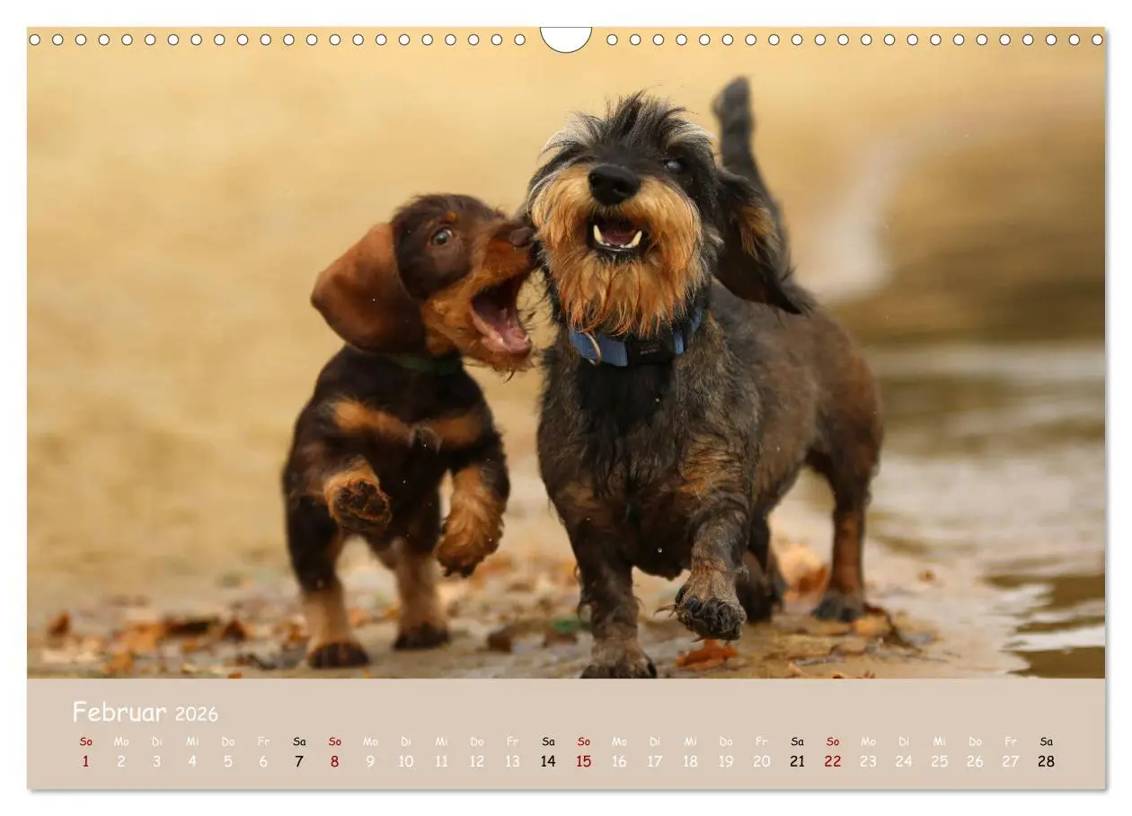 Bild: 9783457724361 | Dackel - lustige Gesellen auf kurzen Beinchen (Wandkalender 2026...