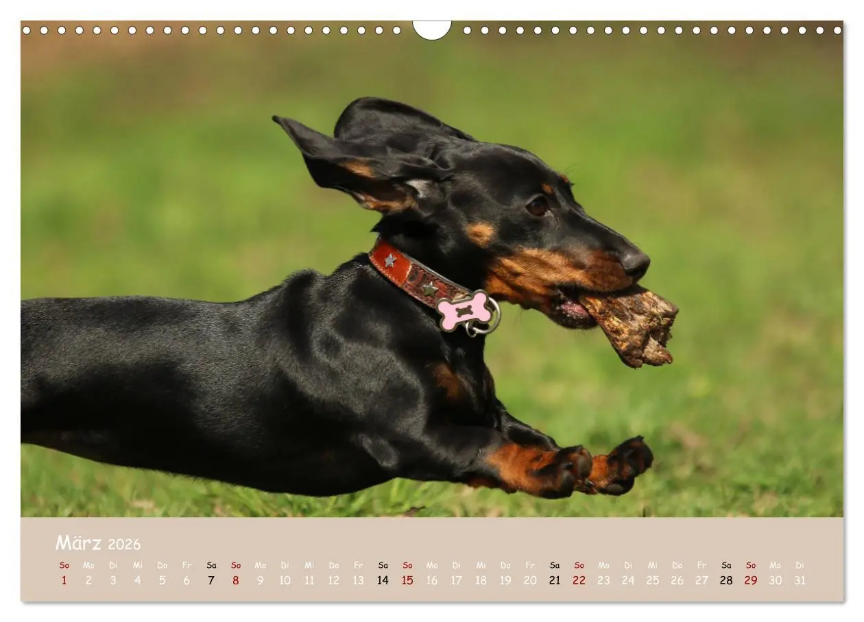 Bild: 9783457724361 | Dackel - lustige Gesellen auf kurzen Beinchen (Wandkalender 2026...