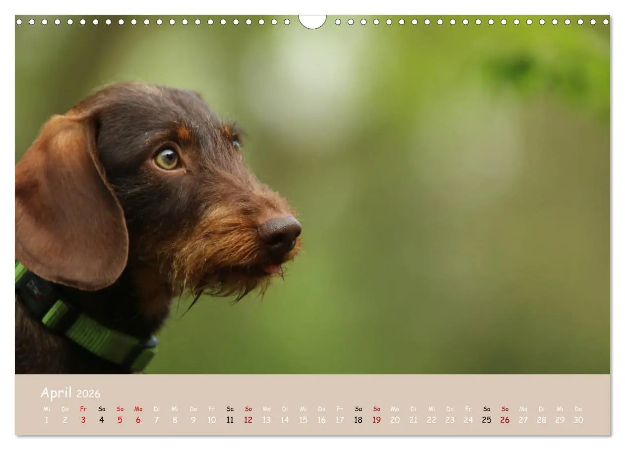 Bild: 9783457724361 | Dackel - lustige Gesellen auf kurzen Beinchen (Wandkalender 2026...