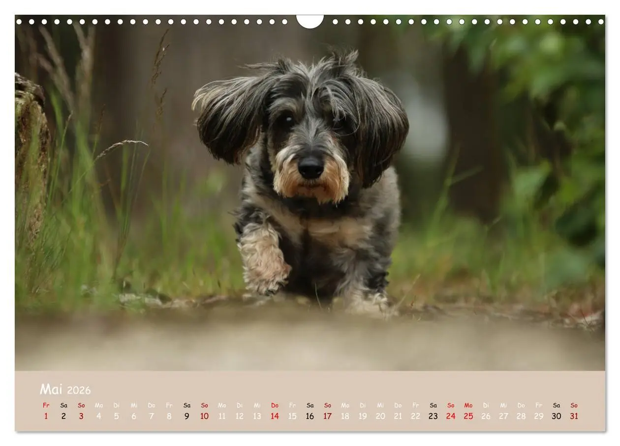 Bild: 9783457724361 | Dackel - lustige Gesellen auf kurzen Beinchen (Wandkalender 2026...