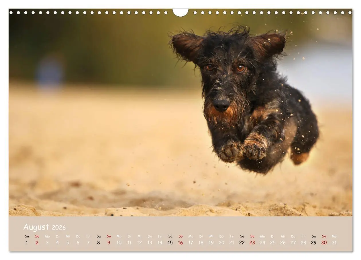 Bild: 9783457724361 | Dackel - lustige Gesellen auf kurzen Beinchen (Wandkalender 2026...