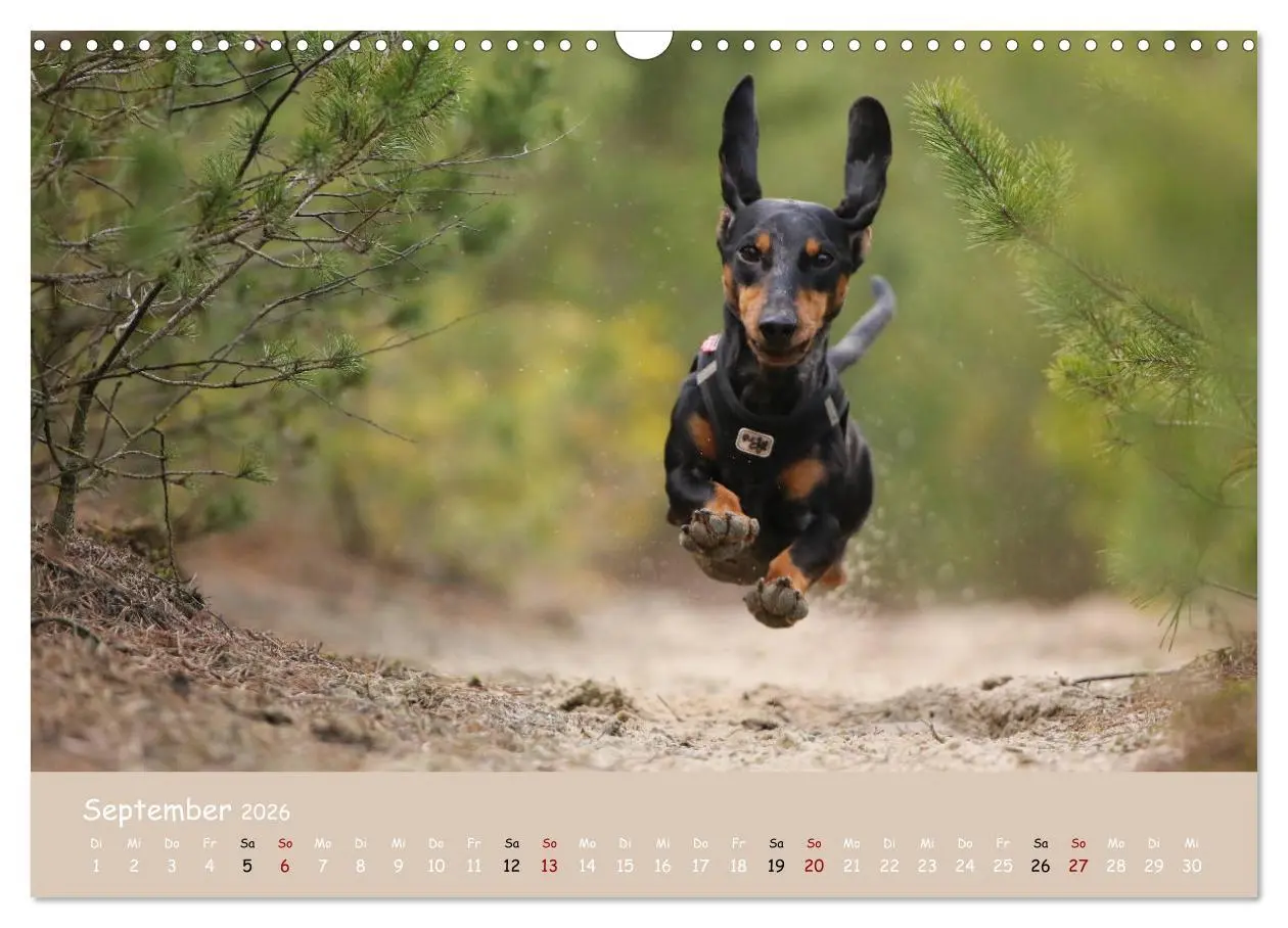 Bild: 9783457724361 | Dackel - lustige Gesellen auf kurzen Beinchen (Wandkalender 2026...