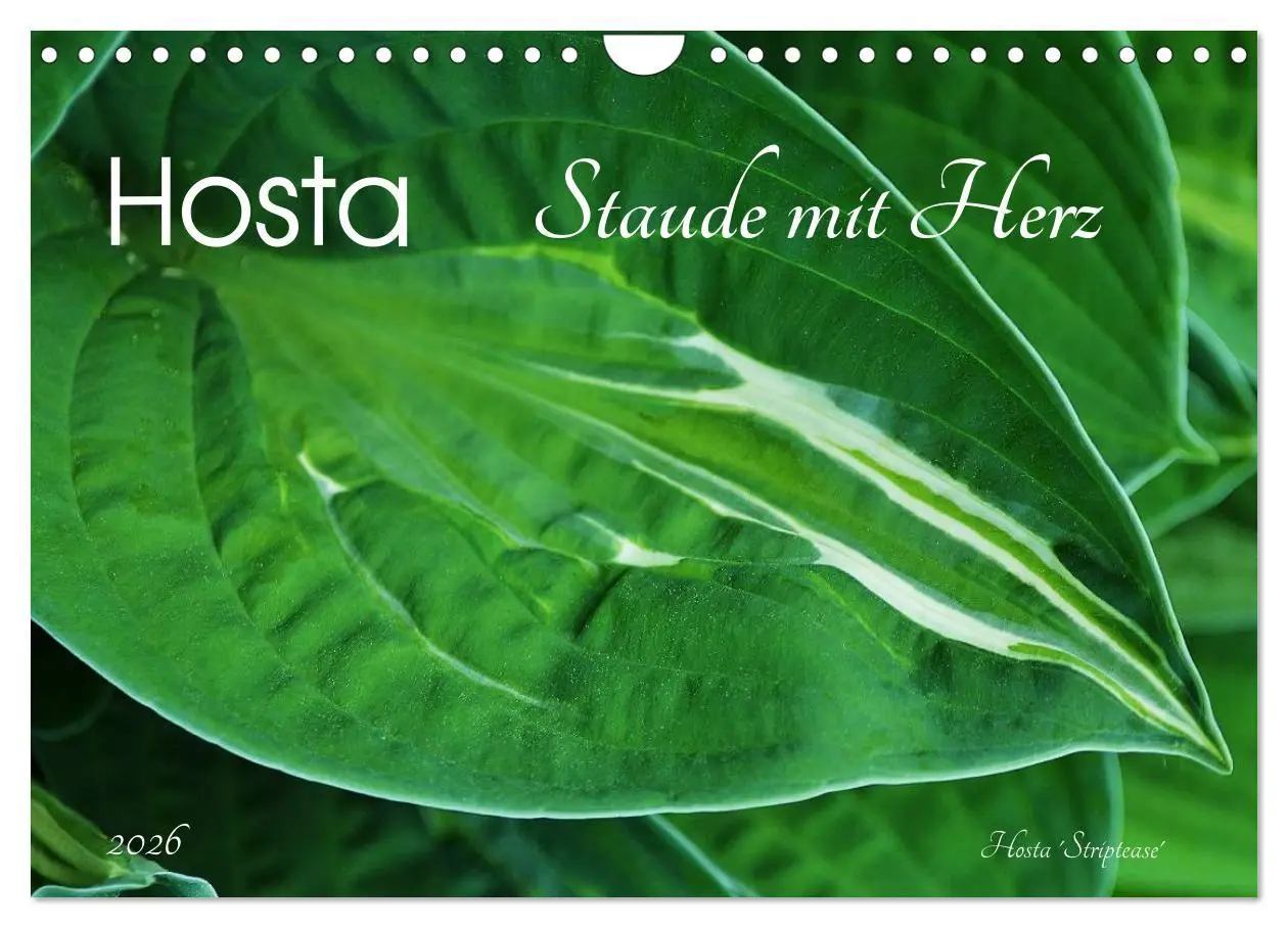 Cover: 9783516034561 | Hosta Staude mit Herz (Wandkalender 2026 DIN A4 quer), CALVENDO...
