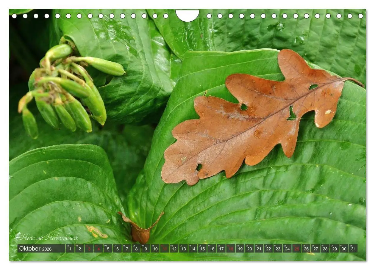 Bild: 9783516034561 | Hosta Staude mit Herz (Wandkalender 2026 DIN A4 quer), CALVENDO...