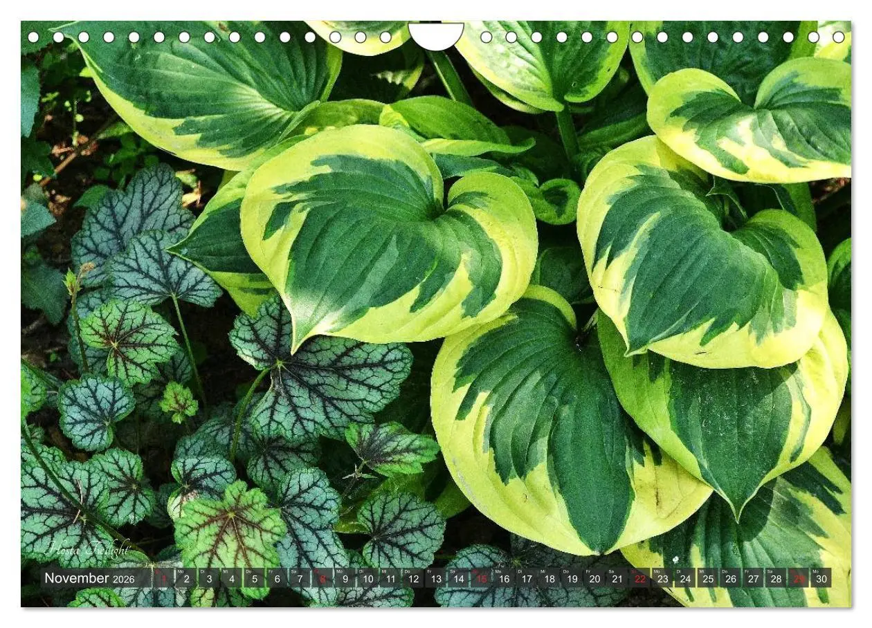 Bild: 9783516034561 | Hosta Staude mit Herz (Wandkalender 2026 DIN A4 quer), CALVENDO...
